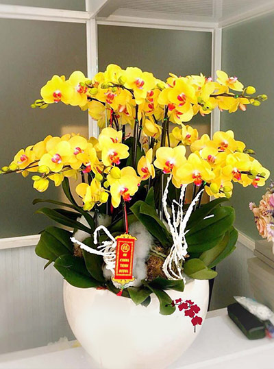 Chậu lan hồ điệp